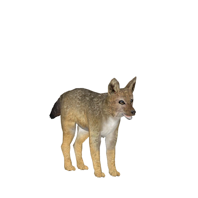 Black-backed Jackal (Lgcfm) | ZT2 Download Library Wiki | Fandom