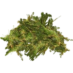 Pondweed (Ulquiorra)