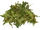 Pondweed (Ulquiorra)