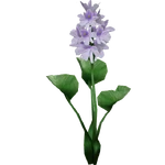 Water Hyacinth (Hispa Designs) (104 KB) Water Hyacinth (Hispa Designs)
