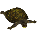 Blanding's Turtle (Tamara Henson)