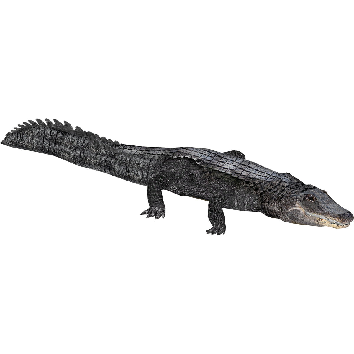 American Alligator Eryel And Jimmyzhoopz Zt2 Download Library Wiki