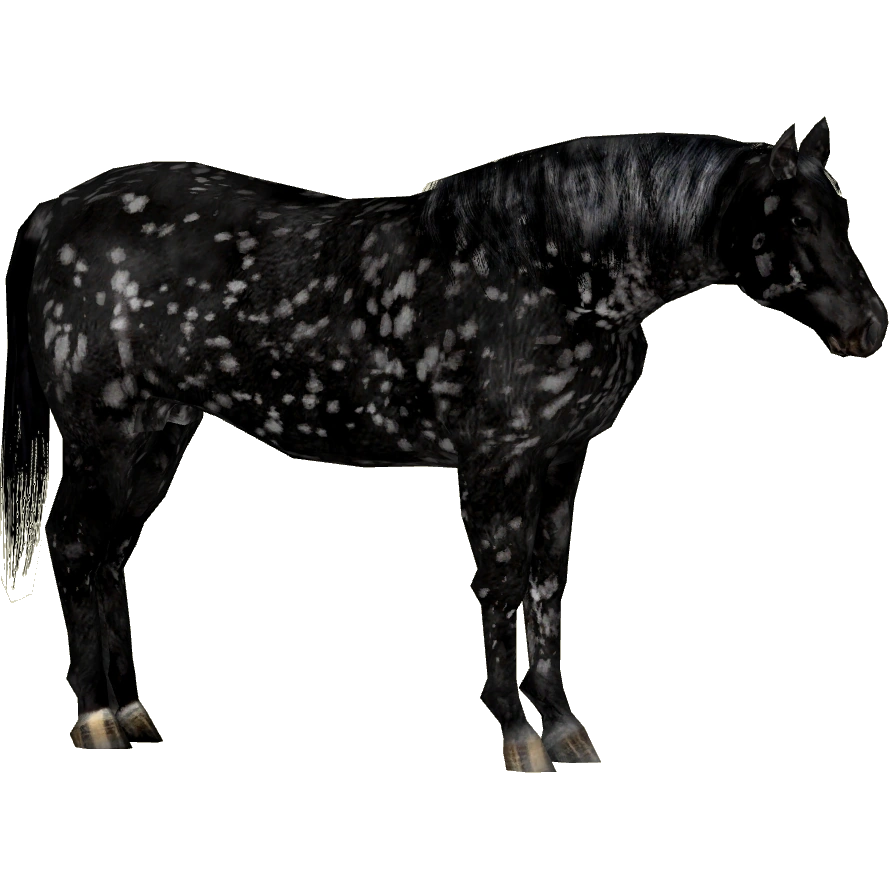 Appaloosa Horse (Tamara Henson) | ZT2 Download Library Wiki | Fandom