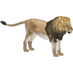 Lion (Tyranachu) (704 KB) Lion (Tyranachu)