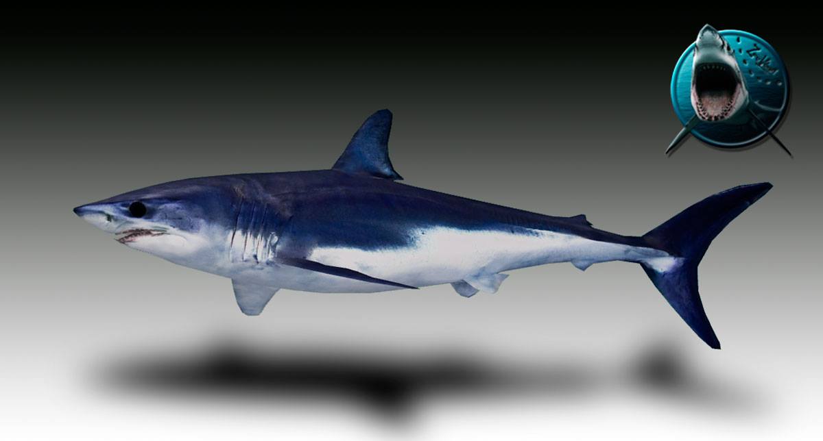 Shortfin Mako (Zerosvalmont) | ZT2 Download Library Wiki | Fandom