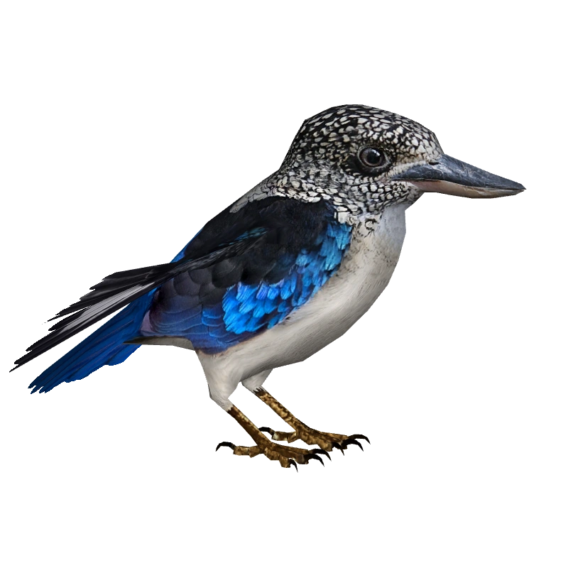Spangled Kookaburra (Nessich) | ZT2 Download Library Wiki