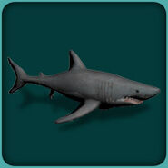 White Shark