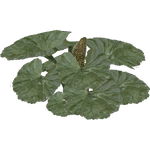Antarctic Rhubarb (Demon Hunter)