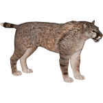 Scimitar Cat (Tyranachu)