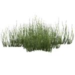 Green Seagrass (Tigress) (529 KB) Green Seagrass (Tigress)
