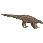 Chinese Pangolin (ZTABC Team)