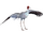 Sarus Crane (Tamara Henson)