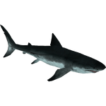 Megalodon (Bunyupy)