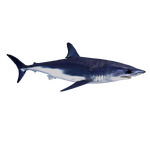 Shortfin Mako (Zerosvalmont)