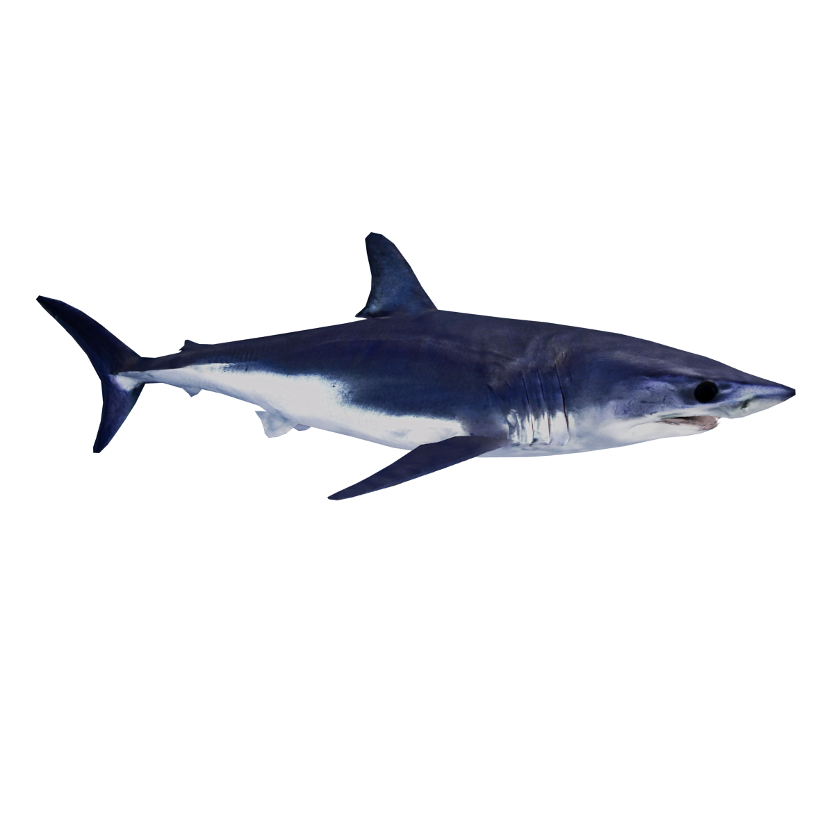 Shortfin Mako (Zerosvalmont) | ZT2 Download Library Wiki | Fandom