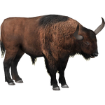 Steppe Bison (Doc118)