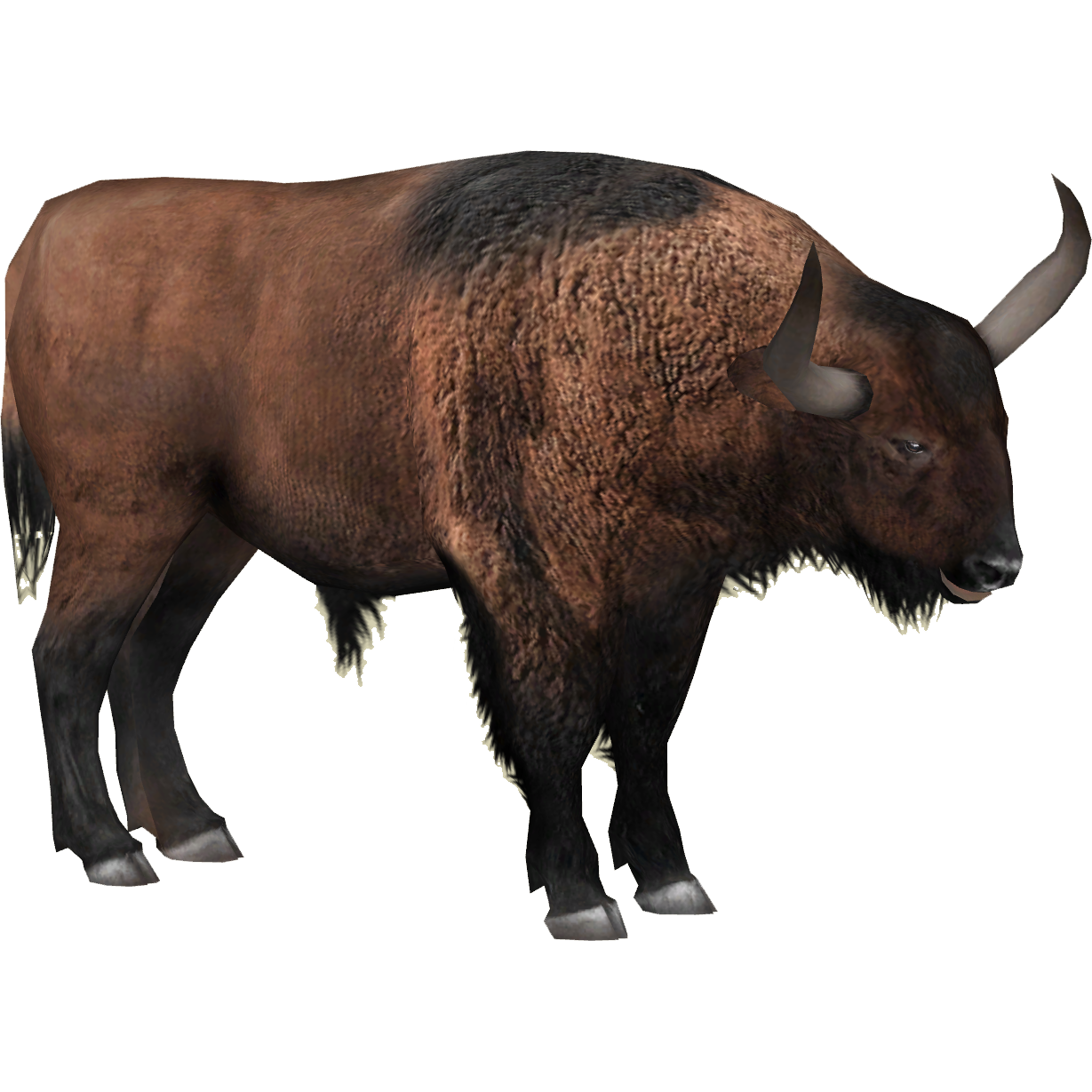 bison priscus