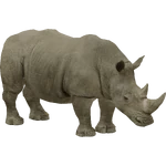 Southern White Rhinoceros (STD Binoculars) (1.71 MB) Southern White Rhinoceros (STD Binoculars)