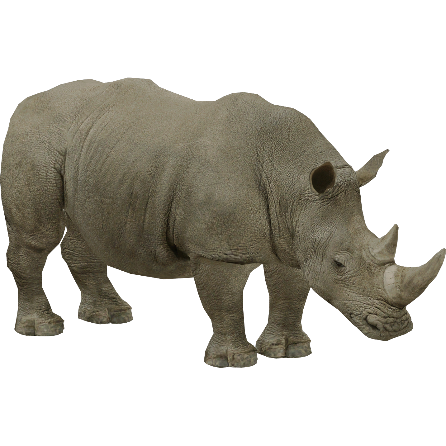 southern white rhinoceros