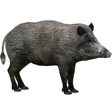 ★MPB Wild Boar★SR★Fade bream 2★ ☆MPB Wild Boar☆SR☆Fade bream 2☆ Limited Release - Wild