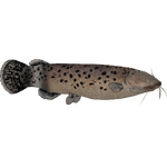 Electric Catfish (Zerosvalmont)