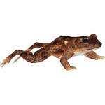 Fiji Ground Frog (MasterChief123)