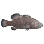 Giant Grouper (Thom)