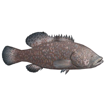 Giant Grouper, Wii Fishing Resort Wiki