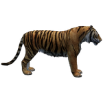 Javan Tiger (Havok1199)