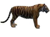 Javan Tiger (Havok1199)