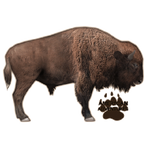 American Bison (JimmyzHoopz)