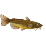 Black Bullhead Catfish (Jules)