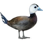 White-headed Duck (Whalebite)