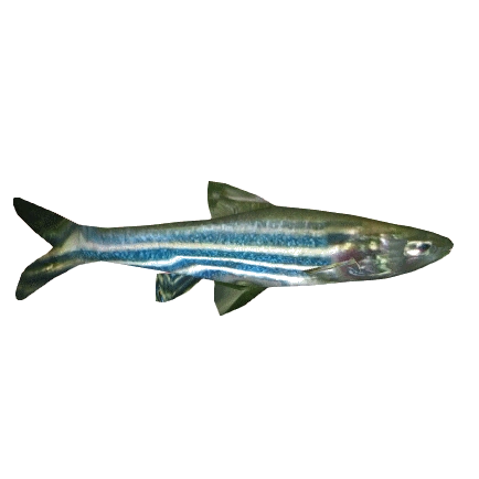 ptNo3.9　足無　赤ベロ　オーストリア製　Old PEZ ptNo3.9 足無 赤ベロ オーストリア製 Old PEZ - メルカリ