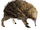 Short-beaked Echidna (Hispa Designs)