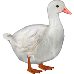 Aylesbury Duck (Ulquiorra)