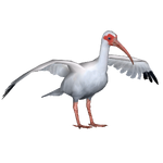 American White Ibis (Okeanos)