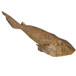 Cephalaspis (Imago)