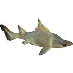 Category:Mediterranean Sea Animals | ZT2 Download Library Wiki | Fandom Category:Mediterranean Sea Animals | ZT2 Download Library Wiki | Fandom