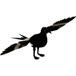 Guadalupe Storm Petrel (Whalebite)