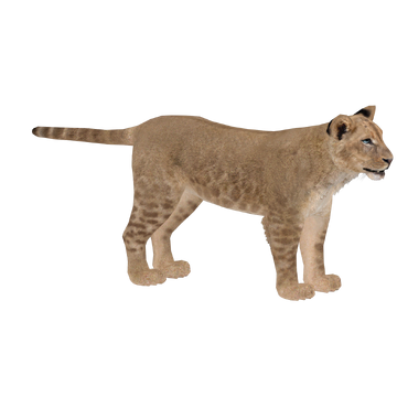 Lion (Zebrasorus) | ZT2 Download Library Wiki | Fandom