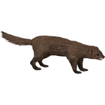 European Mink (ZTABC Team)