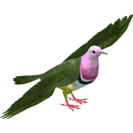 Pink-headed Fruit Dove (Deinonychus 110, Maximilian & Samuel)