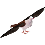 Pink Pigeon (Whalebite)