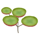 Victoria Amazonia (German 13) (191 KB) Victoria Amazonia (German 13)