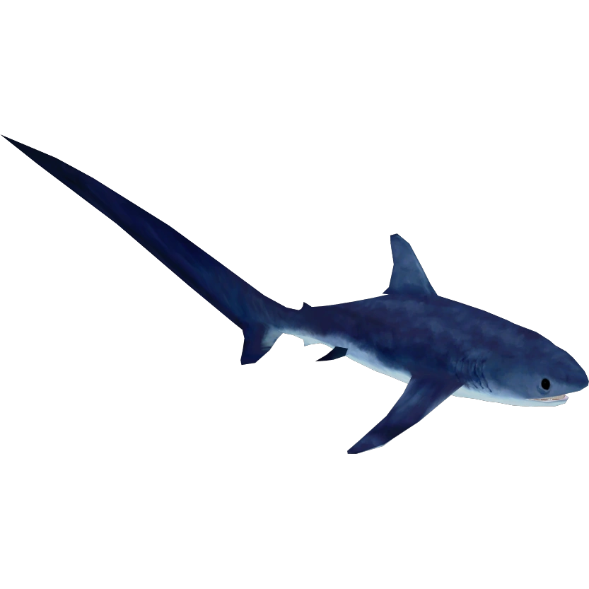 Common Thresher Shark (Buffzoo, GameVideosForLife, Lgcfm