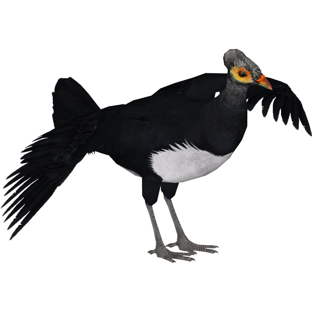 620 Koleksi Gambar Burung Maleo Terbaru