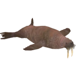 Pacific Walrus (Buffzoo) (253 KB) Pacific Walrus (Buffzoo)