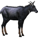 Sumatran Serow (Jannick)