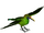 Blue-throated Toucanet (Okeanos)